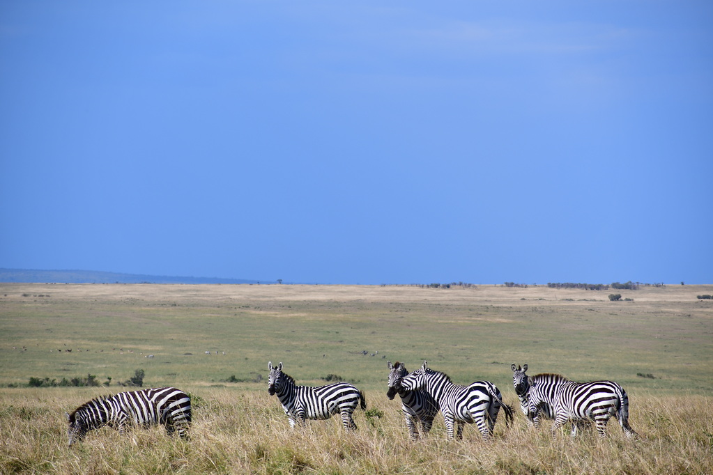 Masai Mara Nat. Reserve